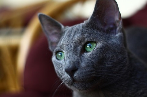 raza gato ruso azul